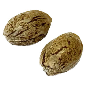 Modified Animal Cookies - Feminized - 1