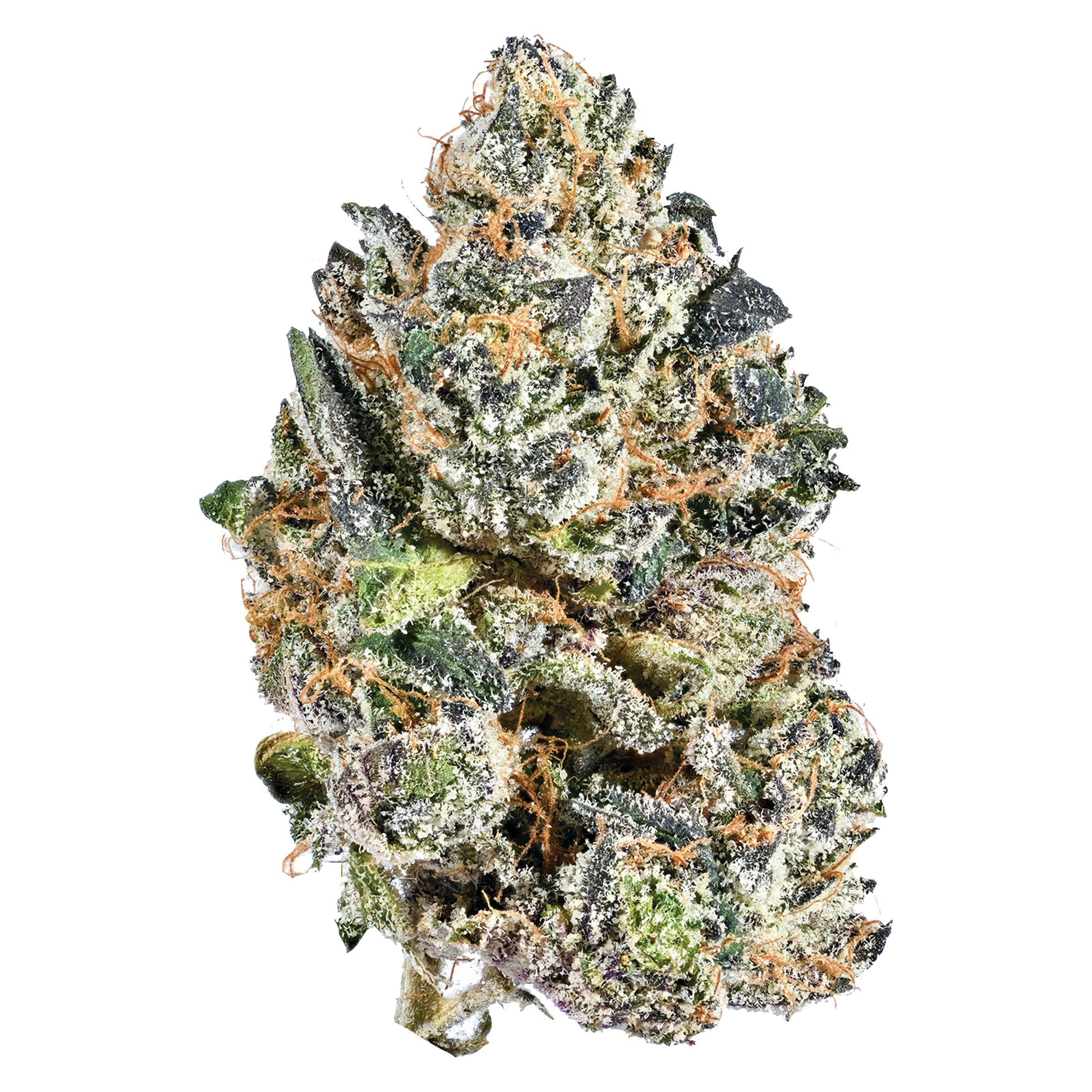 INDICA - 14g