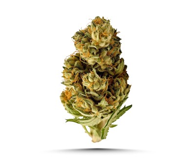 Dried Flower
